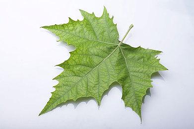 谷歌签署核电购买协议 以满足发展人工智能的用电需求